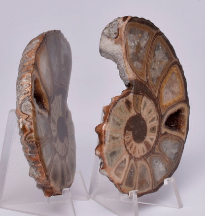 AMMONITE PAIR, Tropaeum jackii, WALSH RIVER, AUSTRALIA F114