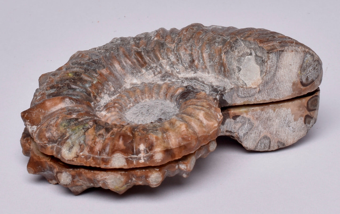 AMMONITE PAIR, Tropaeum jackii, WALSH RIVER, AUSTRALIA F114