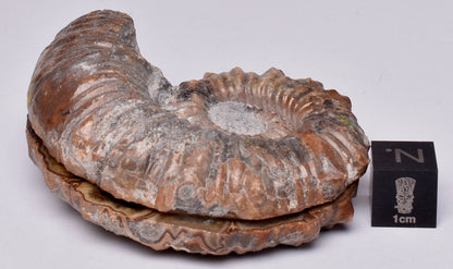 AMMONITE PAIR, Tropaeum jackii, WALSH RIVER, AUSTRALIA F114