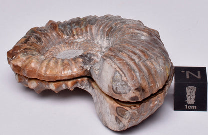 AMMONITE PAIR, Tropaeum jackii, WALSH RIVER, AUSTRALIA F114