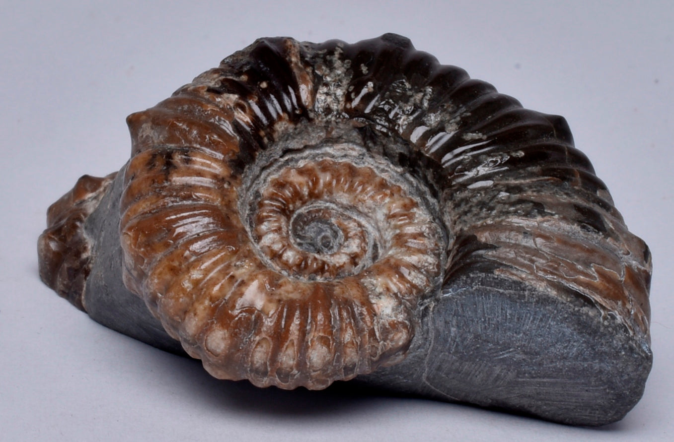 2 x AMMONITE, Tropaeum jackii, WALSH RIVER, AUSTRALIA F224