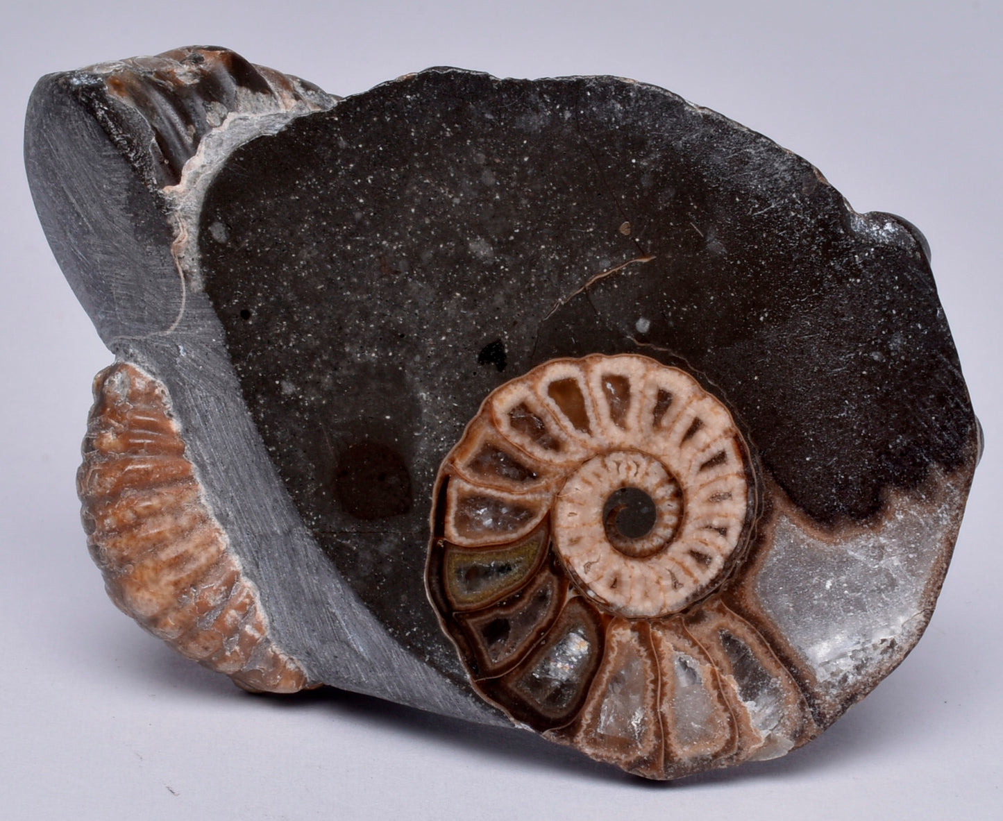 2 x AMMONITE, Tropaeum jackii, WALSH RIVER, AUSTRALIA F224