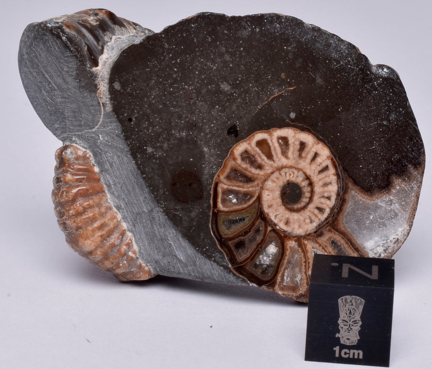 2 x AMMONITE, Tropaeum jackii, WALSH RIVER, AUSTRALIA F224