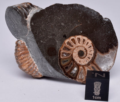 2 x AMMONITE, Tropaeum jackii, WALSH RIVER, AUSTRALIA F224