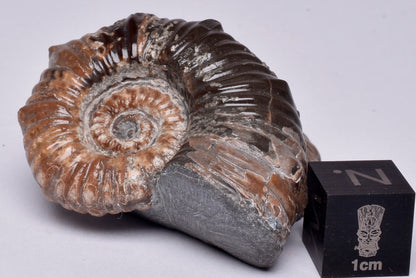 2 x AMMONITE, Tropaeum jackii, WALSH RIVER, AUSTRALIA F224