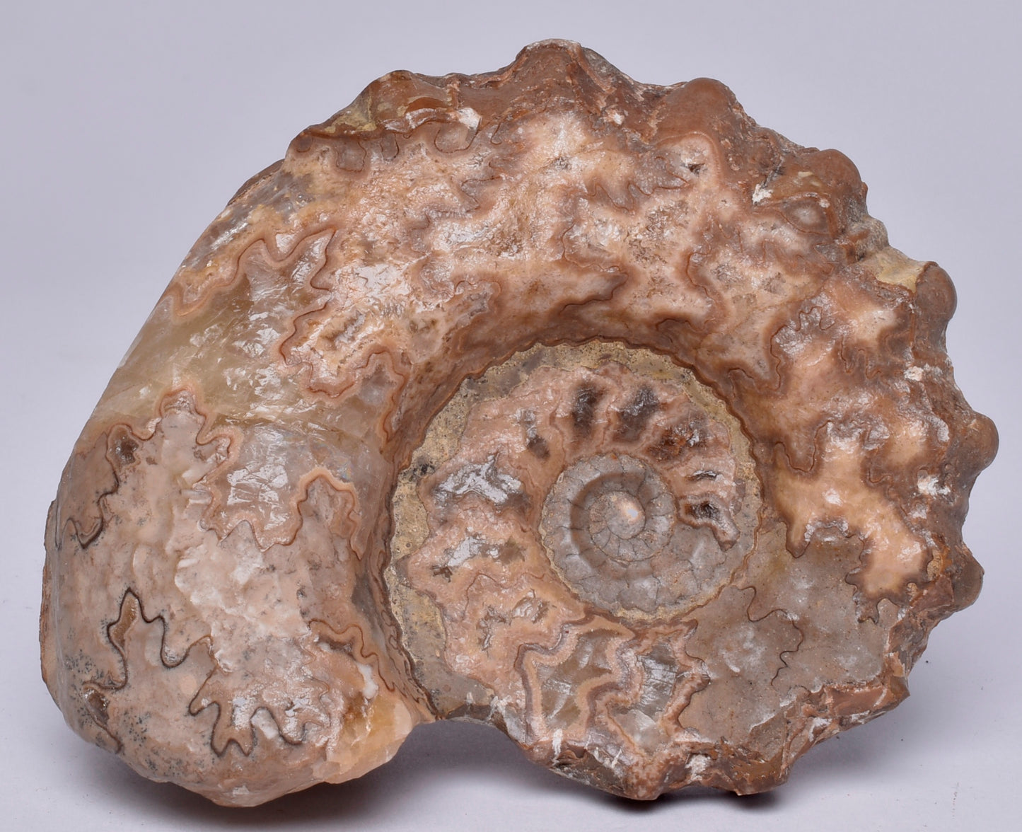 AMMONITE, Tropaeum jackii, WALSH RIVER, AUSTRALIA F226