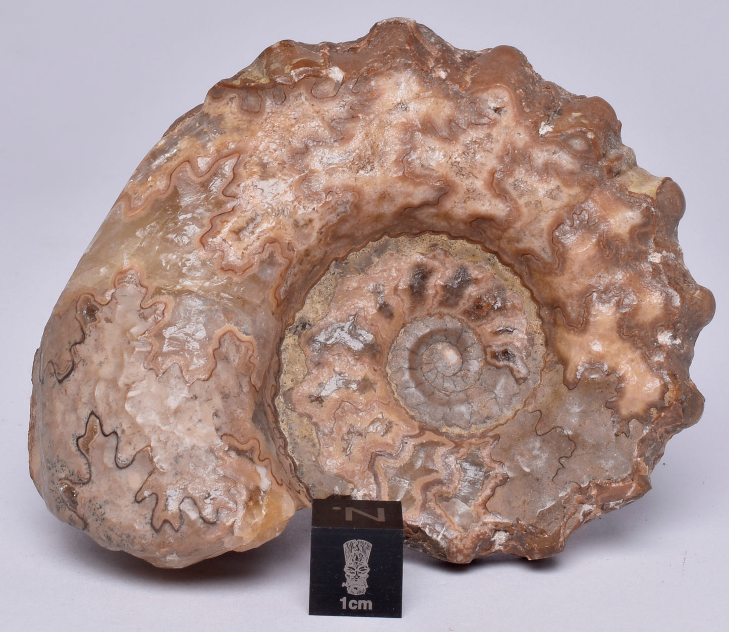 AMMONITE, Tropaeum jackii, WALSH RIVER, AUSTRALIA F226