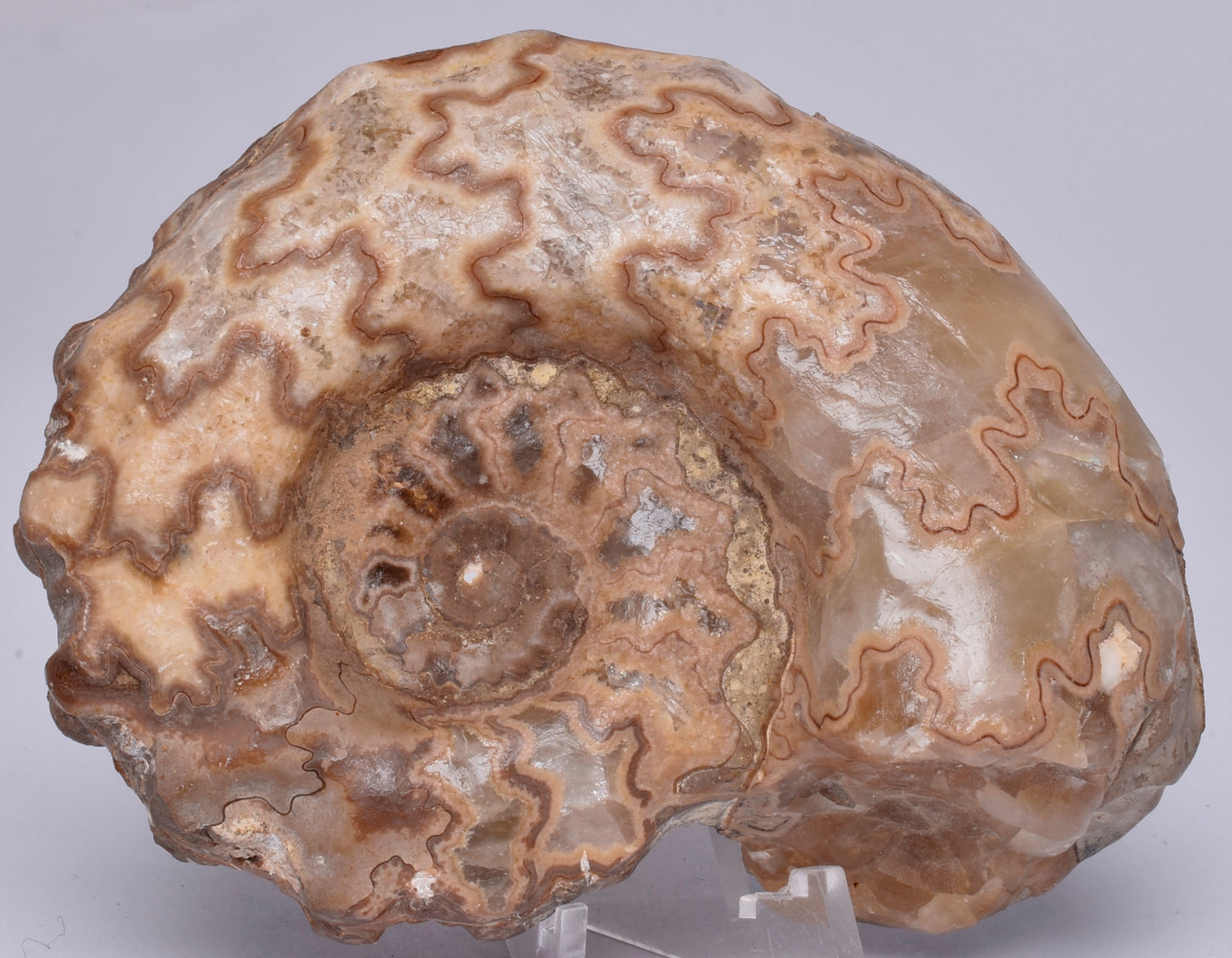 AMMONITE, Tropaeum jackii, WALSH RIVER, AUSTRALIA F226