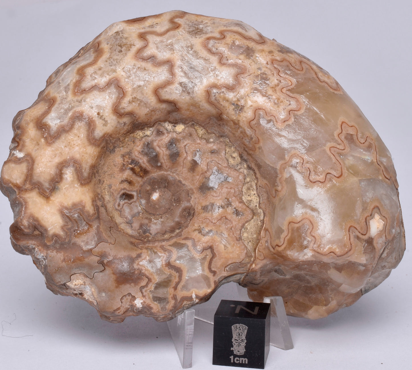 AMMONITE, Tropaeum jackii, WALSH RIVER, AUSTRALIA F226