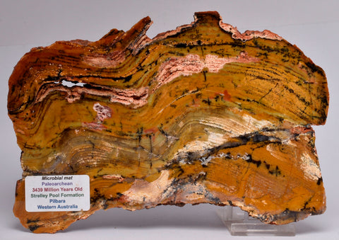MICROBIAL MAT, Stromatolite, STRELLEY POOL SLICE, S452