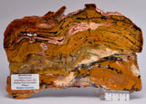 MICROBIAL MAT, Stromatolite, STRELLEY POOL SLICE, S452