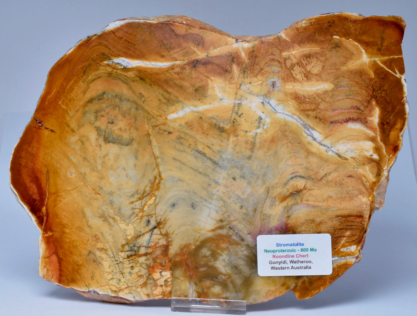 STROMATOLITE, MICROBIALITE, NOONDINE CHERT, AUSTRALIA S451