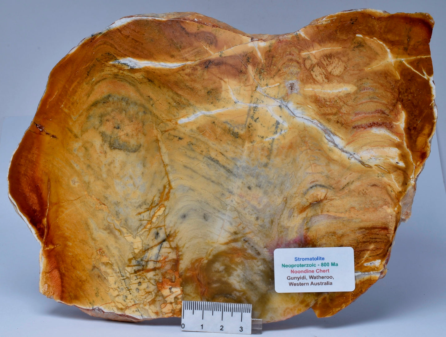 STROMATOLITE, MICROBIALITE, NOONDINE CHERT, AUSTRALIA S451