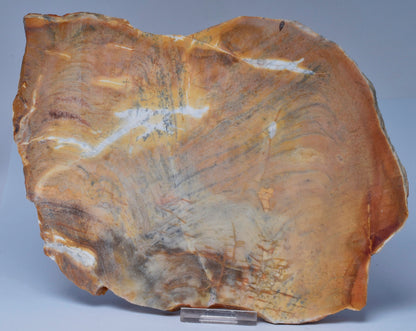 STROMATOLITE, MICROBIALITE, NOONDINE CHERT, AUSTRALIA S451