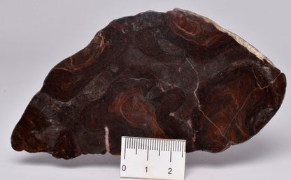 STROMATOLITE, MICROBIALITE Linella avis PROTEROZOIC, FOSSIL S625