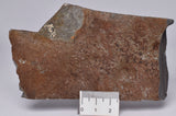 BELTANELLIFORMIS BRONZAE MEDUSOIDS EDIACARAN FOSSIL S627