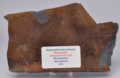 BELTANELLIFORMIS BRONZAE MEDUSOIDS EDIACARAN FOSSIL S627