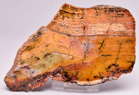 MICROBIAL MAT, Stromatolite STRELLEY POOL SLICE, S639