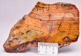 MICROBIAL MAT, Stromatolite STRELLEY POOL SLICE, S639