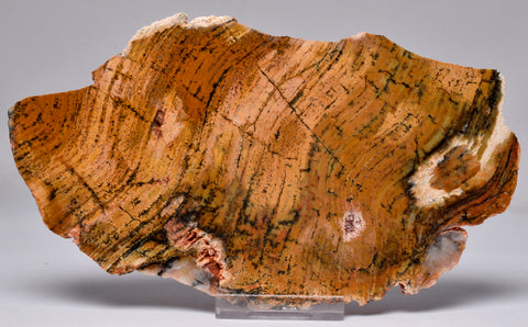 MICROBIAL MAT, Stromatolite STRELLEY POOL SLICE, S776