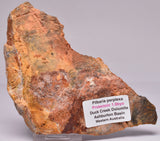 STROMATOLITE, MICROBIALITE PILBARIA PERPLEXA, Australia S662