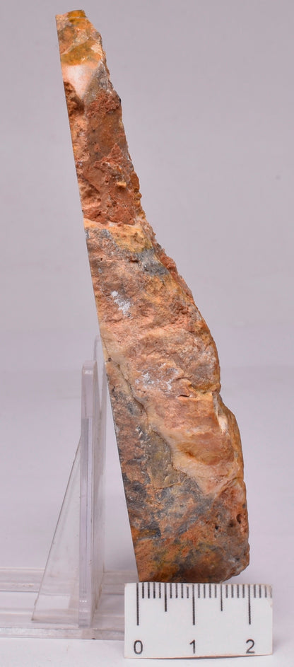 STROMATOLITE, MICROBIALITE PILBARIA PERPLEXA, Australia S662