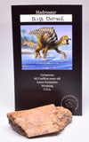 HADROSAUR DINOSAUR RIB BONE FOSSIL F340