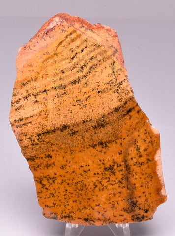 MICROBIAL MAT, Stromatolite STRELLEY POOL SLICE, S604