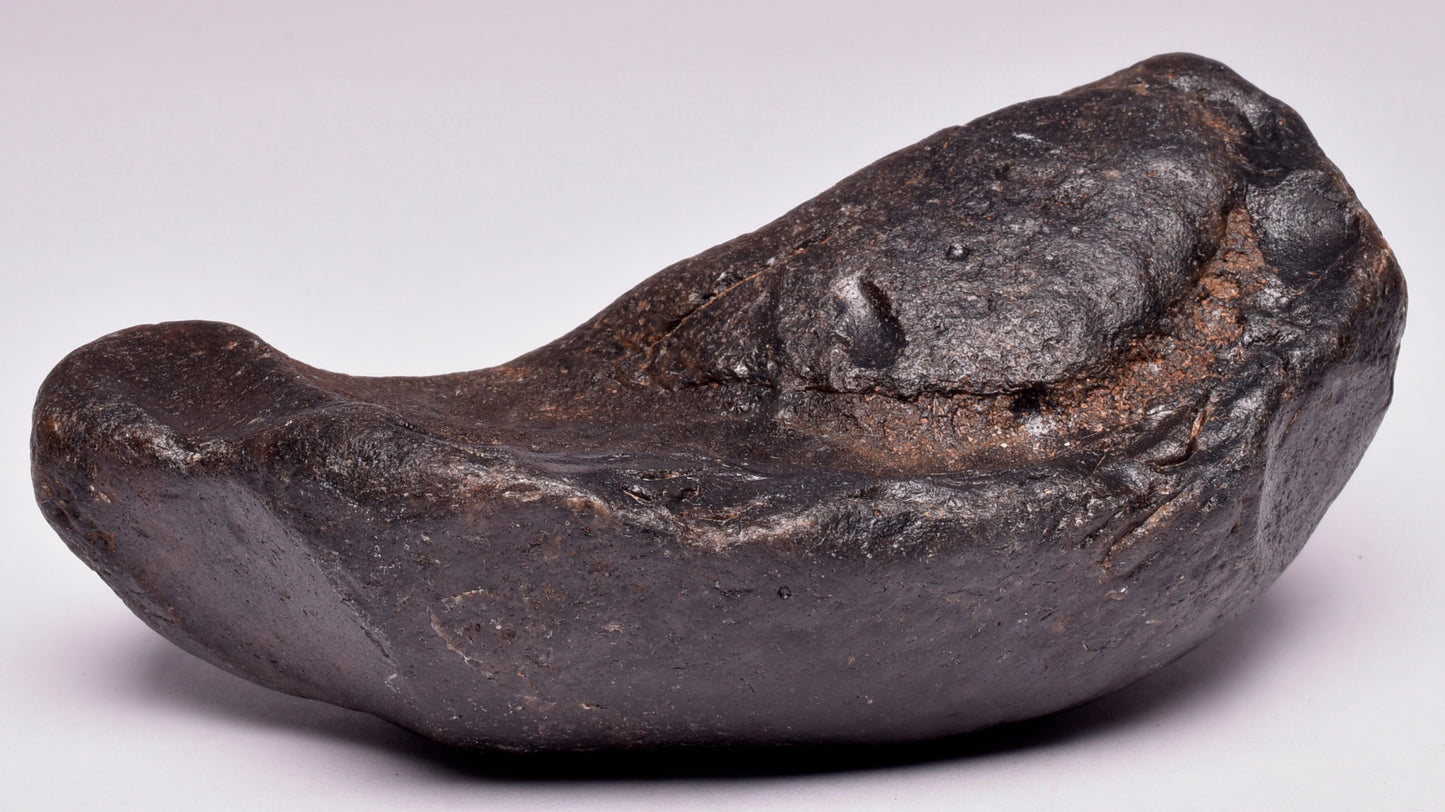 WHALE EAR BONE FOSSIL, Miocene, North Port Carolina, USA F341