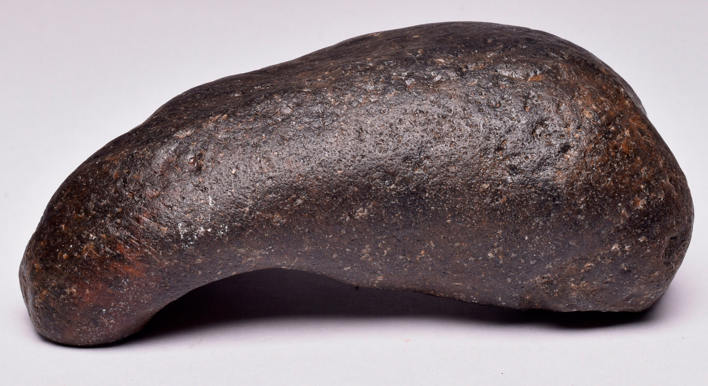 WHALE EAR BONE FOSSIL, Miocene, North Port Carolina, USA F341