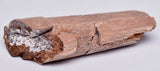 HADROSAUR DINOSAUR RIB BONE FOSSIL F342