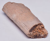 HADROSAUR DINOSAUR RIB BONE FOSSIL F342