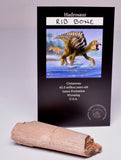 HADROSAUR DINOSAUR RIB BONE FOSSIL F342