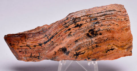MICROBIAL MAT, Stromatolite STRELLEY POOL SLICE, S695