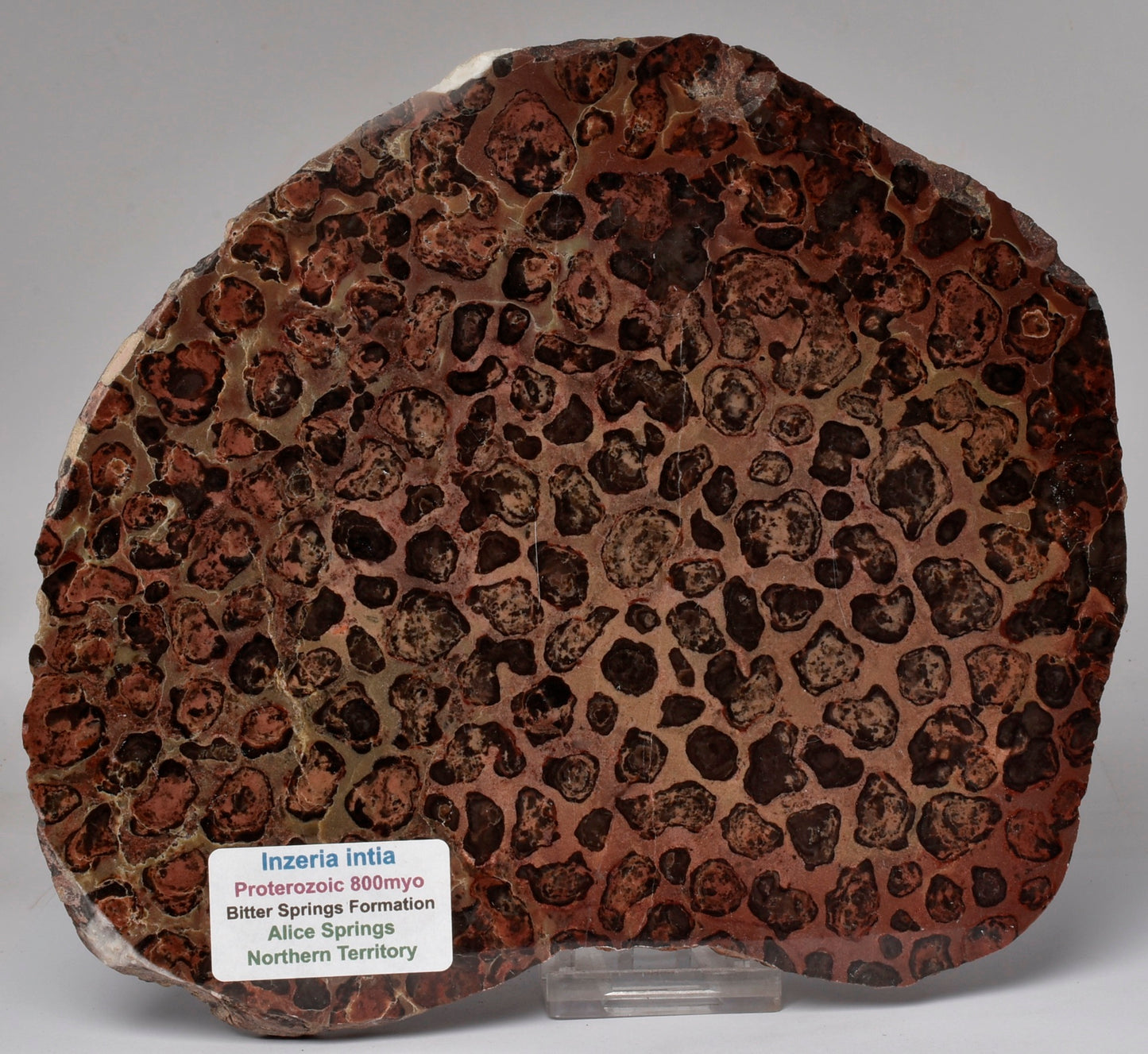 STROMATOLITE, Inzeria intia, PROTEROZOIC, FOSSIL S575