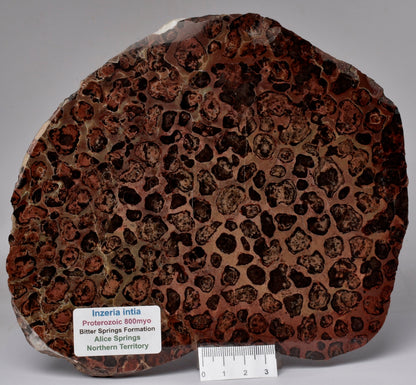 STROMATOLITE, Inzeria intia, PROTEROZOIC, FOSSIL S575