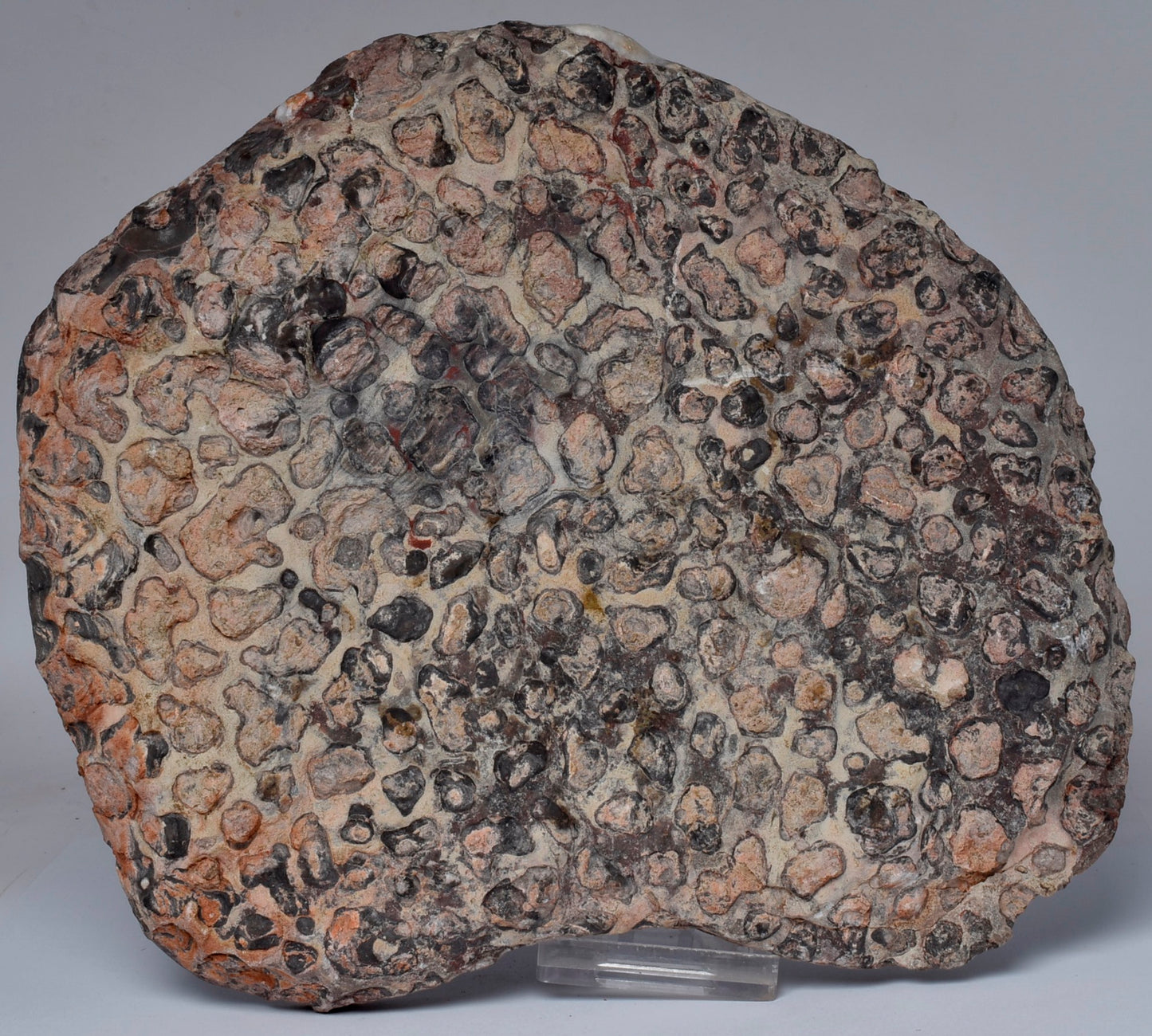 STROMATOLITE, Inzeria intia, PROTEROZOIC, FOSSIL S575