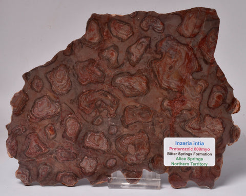 Stromatolite Inzeria Intia Fossil Polished Slice, N.T Australia S804