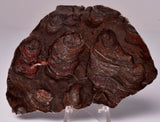 STROMATOLITE, Inzeria intia, PROTEROZOIC, FOSSIL S578