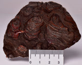 STROMATOLITE, Inzeria intia, PROTEROZOIC, FOSSIL S578