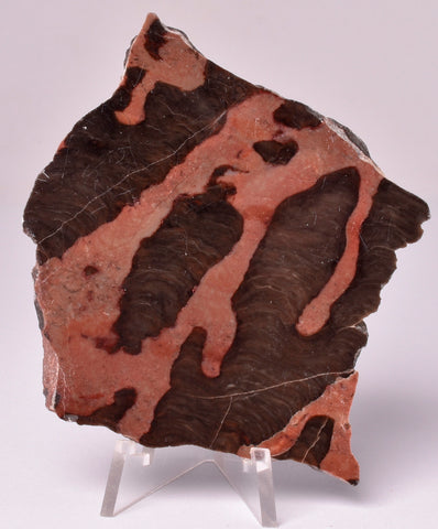 STROMATOLITE, Inzeria intia, PROTEROZOIC, FOSSIL S579