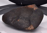 WILUNA METEORITE H5 CHONDRITE, FELL 1967. 86.6 grams, Western Australia MT27