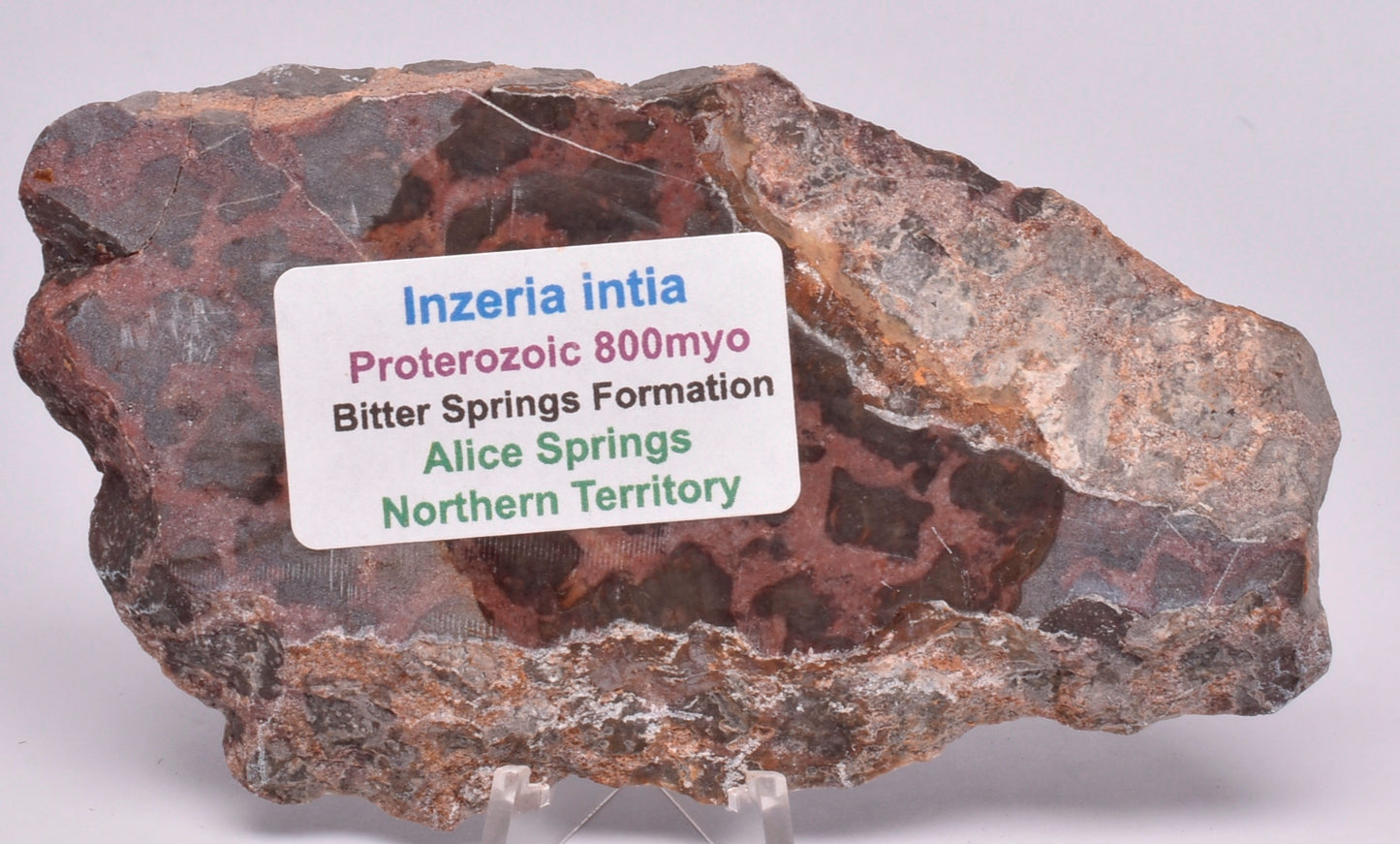 STROMATOLITE, Inzeria intia, PROTEROZOIC, FOSSIL S507