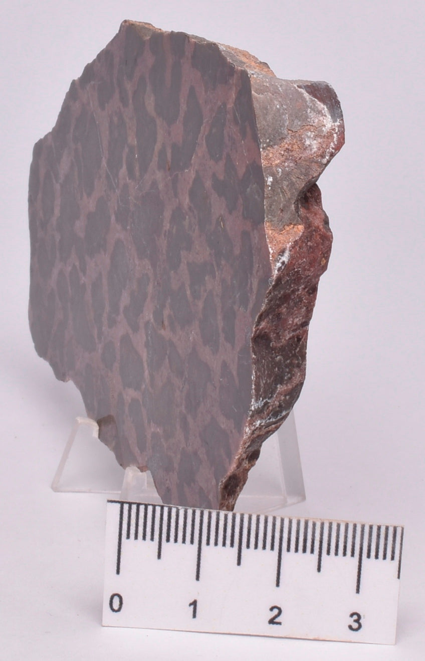 STROMATOLITE, Inzeria intia, PROTEROZOIC, FOSSIL S507