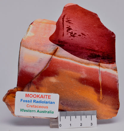 MOOKAITE Polished Slice, FOSSIL RADIOLARIAN Western Australia S512