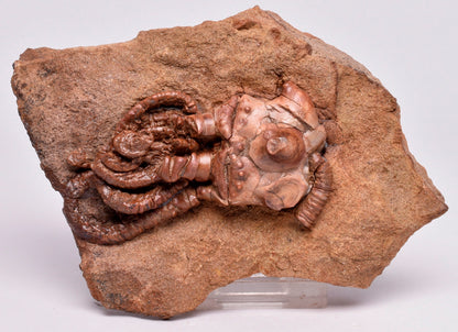 CRINOID FOSSIL, Jimbacrinus Bostocki, Western Australia, CR02