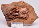 CRINOID FOSSIL, Jimbacrinus Bostocki, Western Australia, CR02