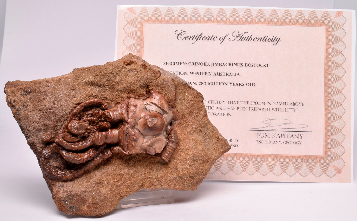 CRINOID FOSSIL, Jimbacrinus Bostocki, Western Australia, CR02