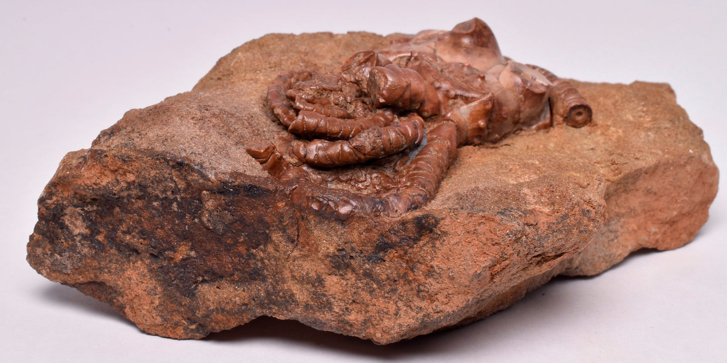 CRINOID FOSSIL, Jimbacrinus Bostocki, Western Australia, CR02