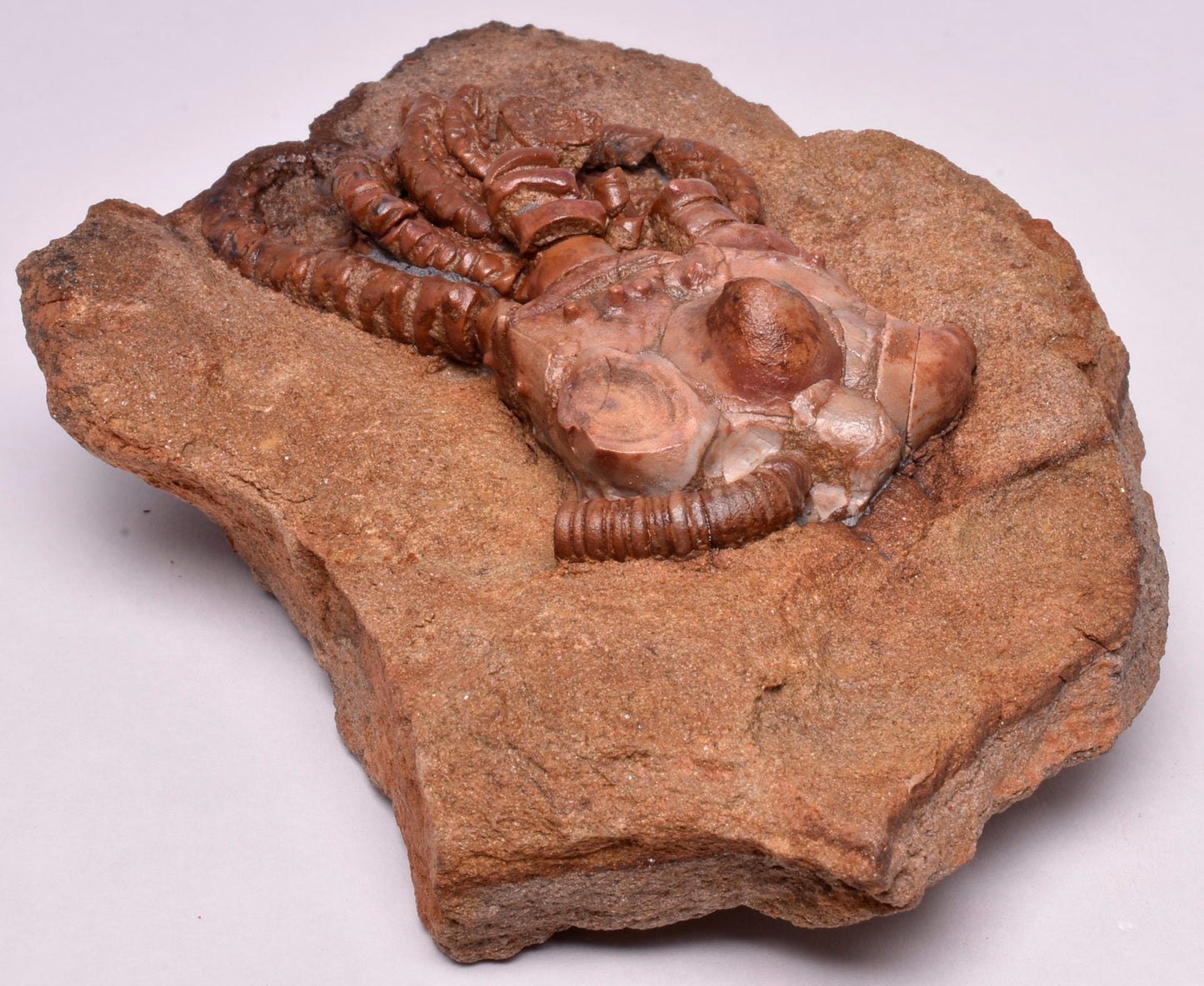 CRINOID FOSSIL, Jimbacrinus Bostocki, Western Australia, CR02